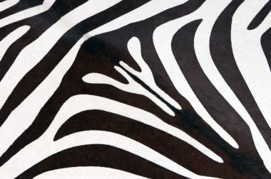 Zebra doku