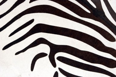 Zebra doku