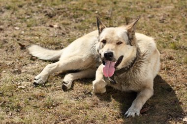 gülen köpek