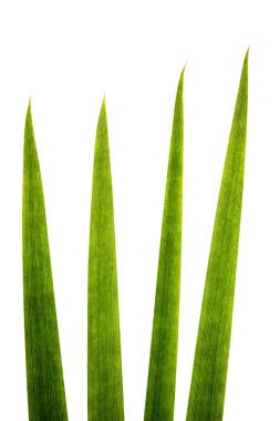 Blades of grass super macro clipart