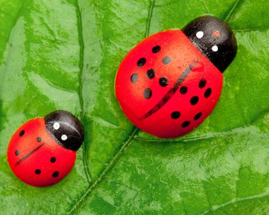 yaprak, aile kavramı üzerinde ladybugs