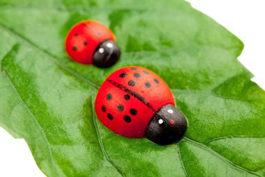 yaprak, aile kavramı üzerinde ladybugs