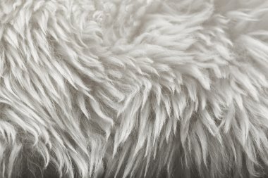 White fur texture background clipart