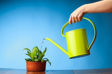 Hand watering a plant with watering-can clipart