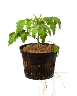 Young tomato plant with roots, isolated on white clipart