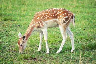 Fallow deer clipart