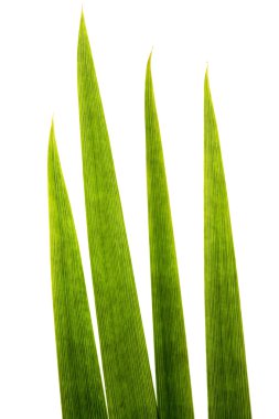 Blades of grass super macro clipart