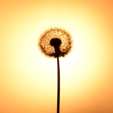 Dandelion silhouette clipart