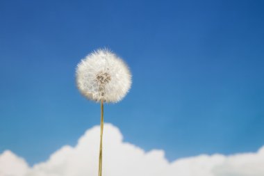 Dandelion against sky background clipart