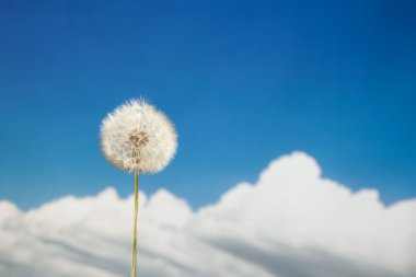 Gökyüzünde karahindiba