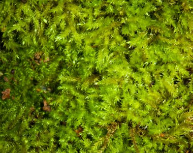 Moss background clipart