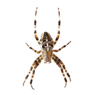 Spider isolated on white clipart