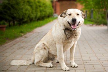 bekçi köpeği