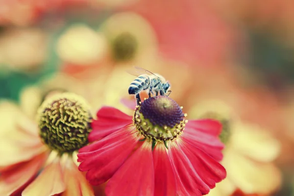 꽃 위의 벌 — 스톡 사진