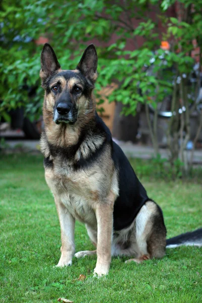 Handsome german shepherd portrait — Stock Photo, Image