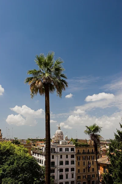 Palmträd i den gamla staden — Stockfoto