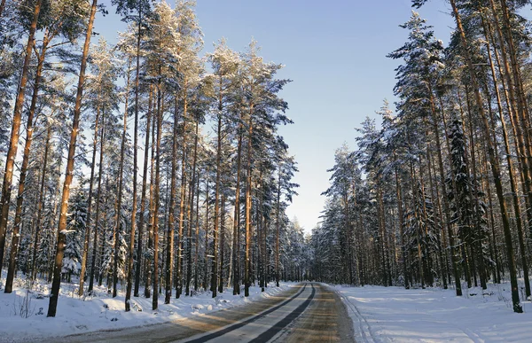 Magische bos in de winter — Stockfoto