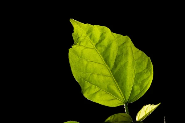 Zelený list izolovaný na černém — Stock fotografie