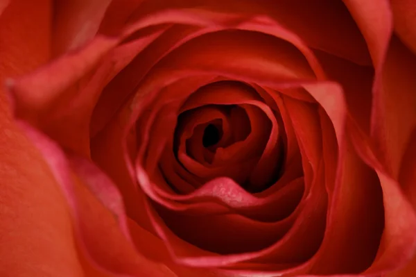 빨간 장미 근접 촬영 — 스톡 사진