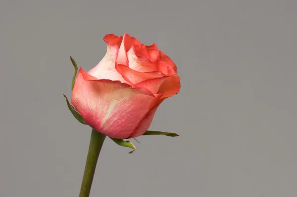 Einzelne Rose — Stockfoto