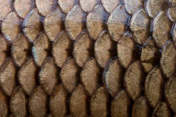魚の鱗のテクスチャ — ストック写真