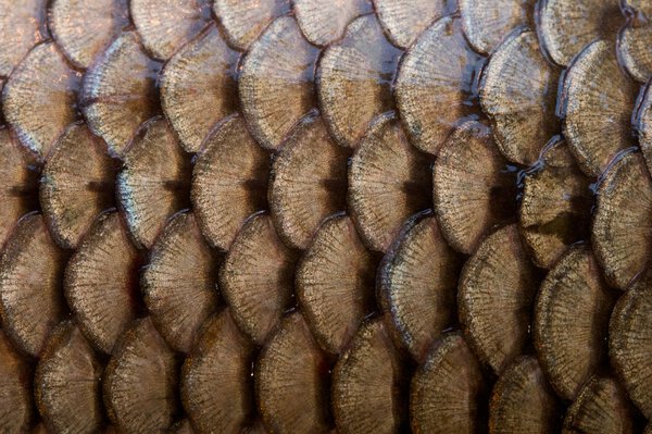 Fish scales texture