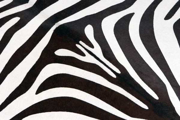 Stock image Zebra texture