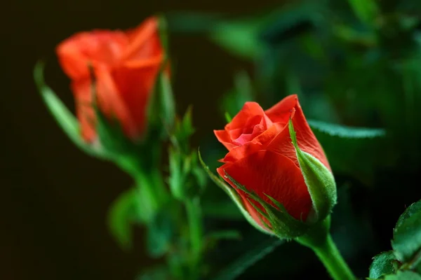 緑の背景に赤いバラ — ストック写真