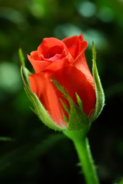 Красная роза на зеленом фоне — стоковое фото