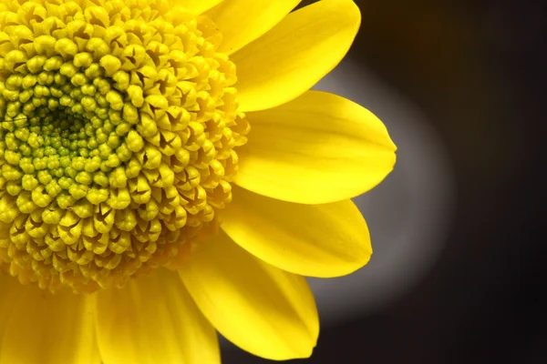 Žlutý květ záběr — Stock fotografie