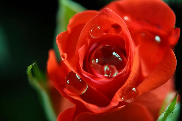 붉은 장미가 초록색 배경에 있다 — 스톡 사진
