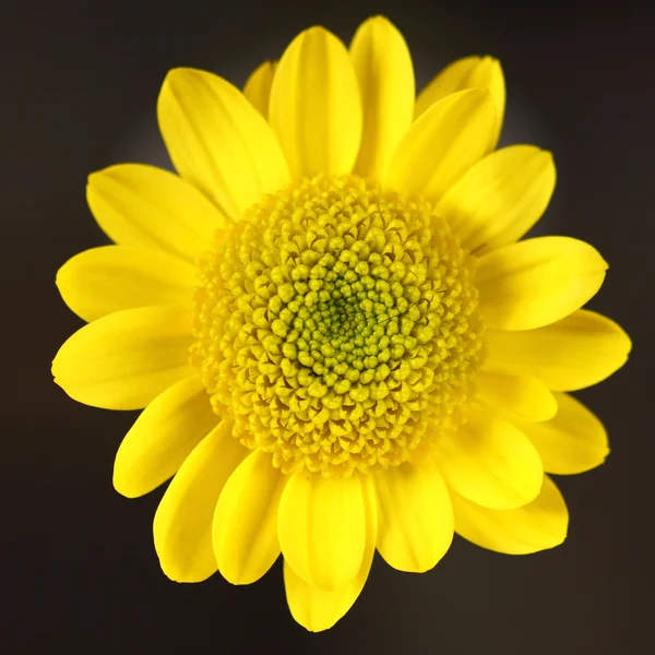 Gul blomma närbild — Stockfoto