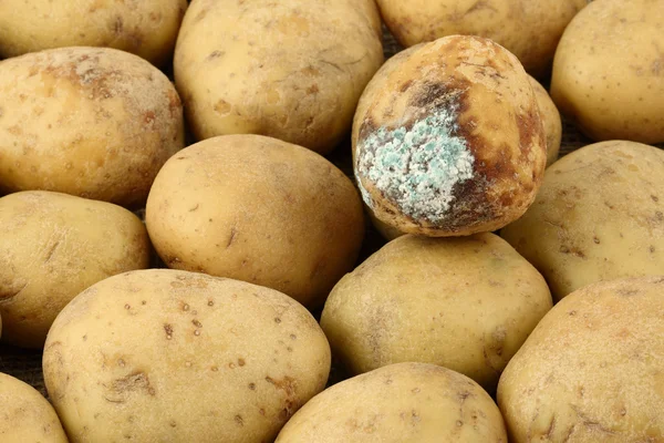 Infizierte Kartoffeln im Topf mit gesunden Kartoffeln — Stockfoto