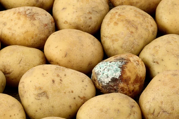 Patata infectada en la garganta con papas sanas — Foto de Stock