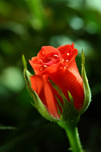 Červená růže na zeleném pozadí — Stock fotografie