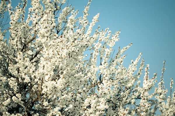 stock image Blossom tree on blue