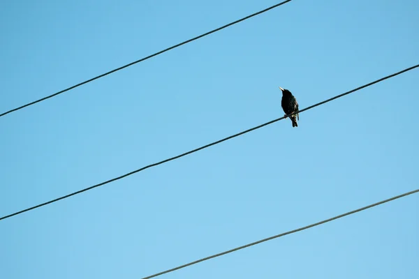 stock image Bird on a wire