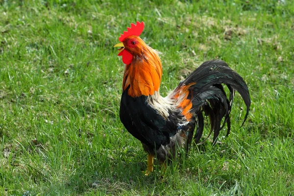 Κοτόπουλο στο χωράφι — Φωτογραφία Αρχείου
