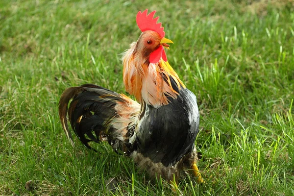 Chicken in the field — Stock Photo, Image