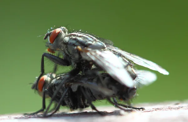 Close-up de duas moscas acasalamento — Fotografia de Stock