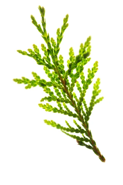 Grön kvist isolerad på vit — Stockfoto