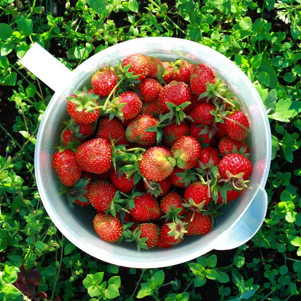 Strawberries in the pot — Stock Photo, Image