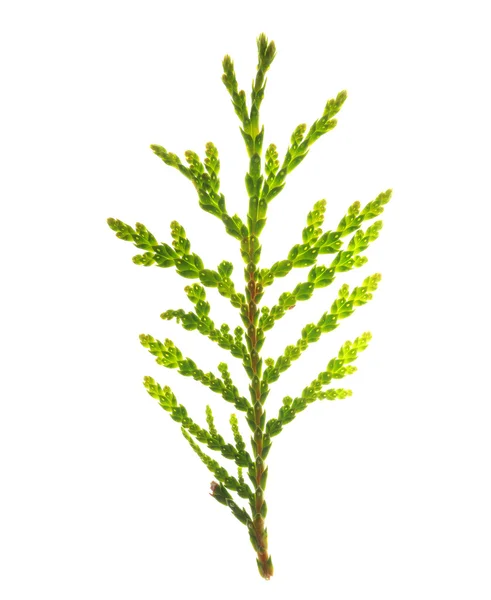 Grön kvist isolerad på vit — Stockfoto