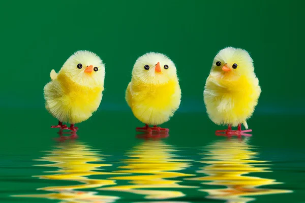 Decorative chicks — Zdjęcie stockowe