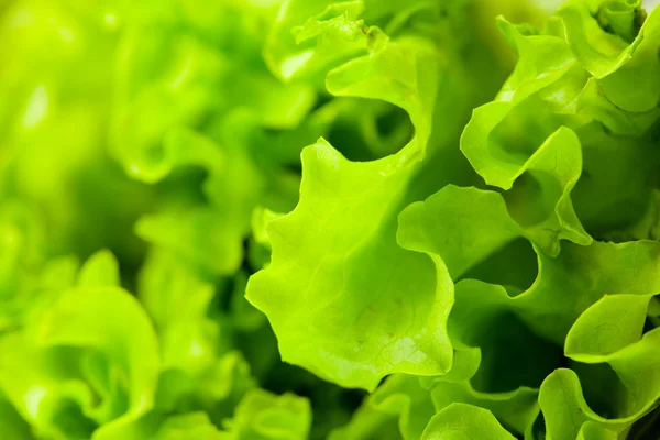 Färsk grönsallad sallad närbild — Stockfoto