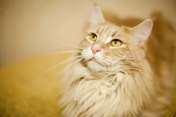 浅い自由度ホーム猫 — ストック写真