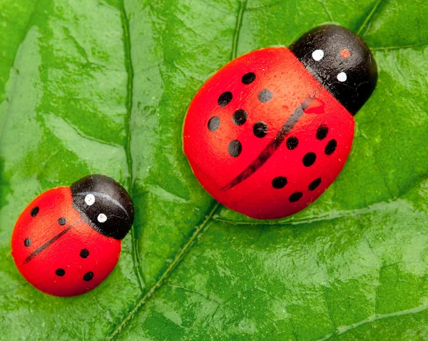 stock image Ladybugs on the leaf, family concept