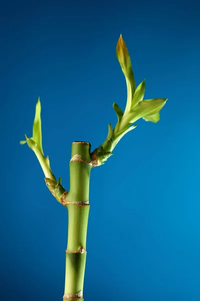 Бамбуковый стебель с листвой на голубом — стоковое фото