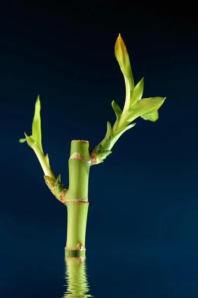 Tallo de bambú con reflexión — Foto de Stock