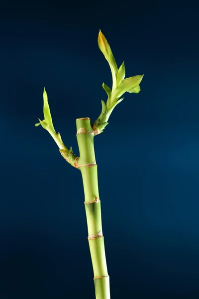 Bamboo stem with foliage at night — Stock Photo, Image